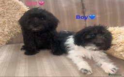 Cockapoo dogs for sale: Stunning cockapoos male&female - Image 1