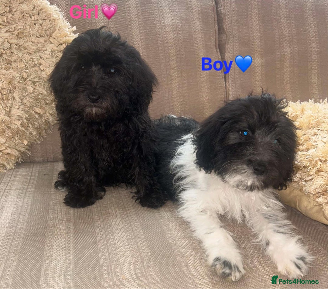 Cockapoo dogs for sale: Stunning cockapoos male&female - Image 1