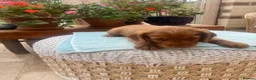 Cocker Spaniel dogs for sale: Two handsome chocolate brown and golden males  - Advert 12