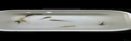 Axolotl reptiles for sale: Axolotls Golden & Wild Type King’s Lynn in King's Lynn - Advert 5