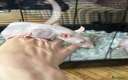 Rat rodents for sale: 2 girl rats rehoming w/ free cage and accessories - Image 4
