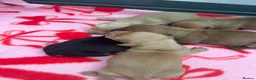 Miniature Dachshund dogs for stud: 🍦Cupid Draw back your bow🩷 up for stud!  - Advert 2