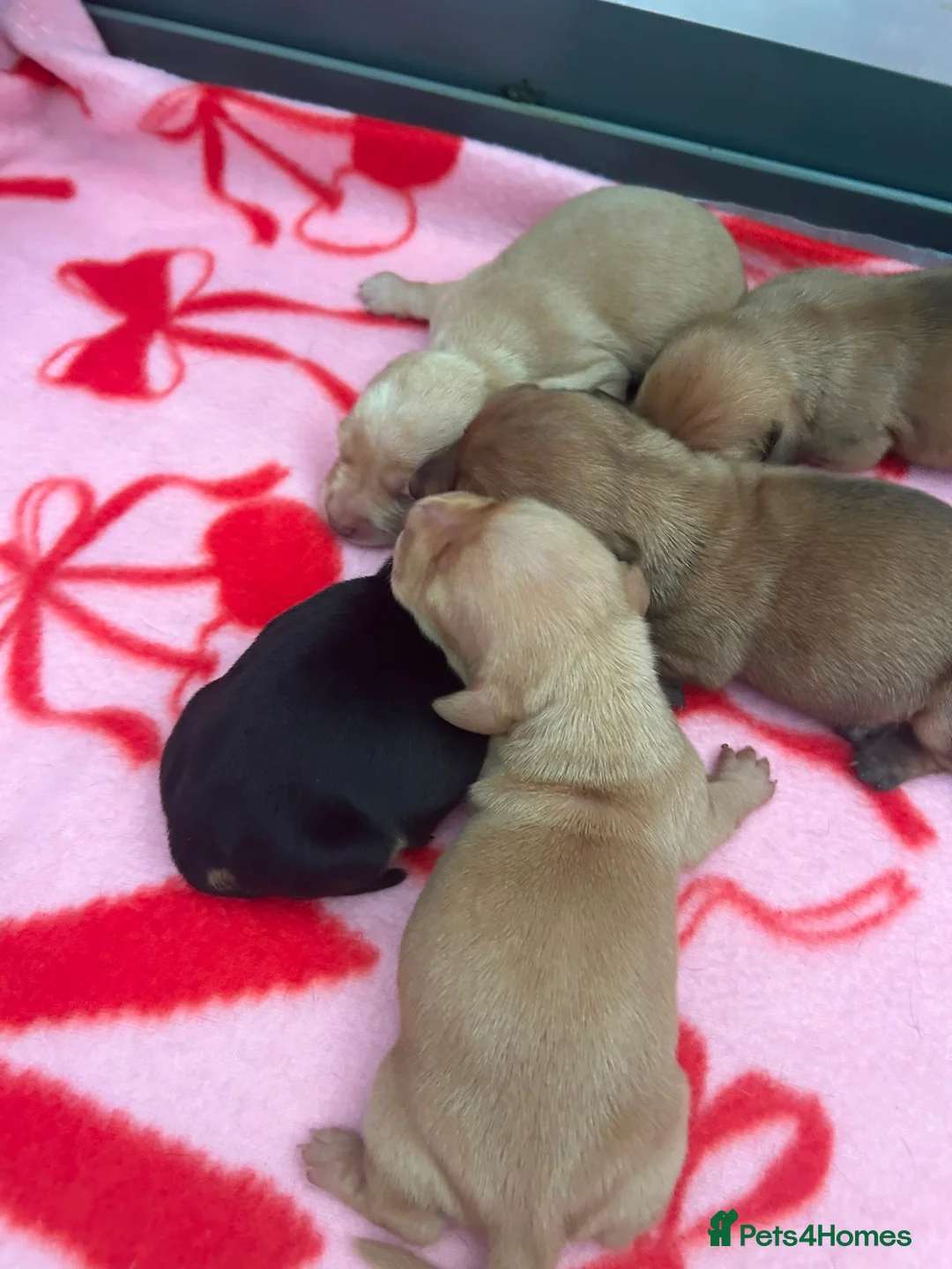 Miniature Dachshund dogs for stud: 🍦Cupid Draw back your bow🩷 up for stud!  - Advert 2