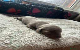 Miniature Dachshund dogs for sale: Miniature daschund - Advert 15