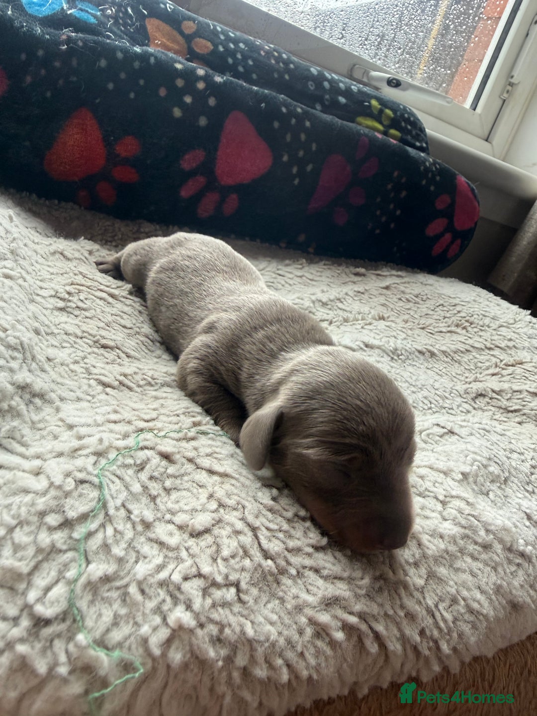 Miniature Dachshund dogs for sale: Miniature daschund - Advert 15