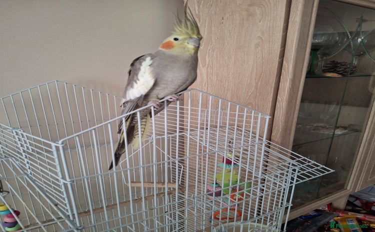 Cockatiels birds - Advert 2