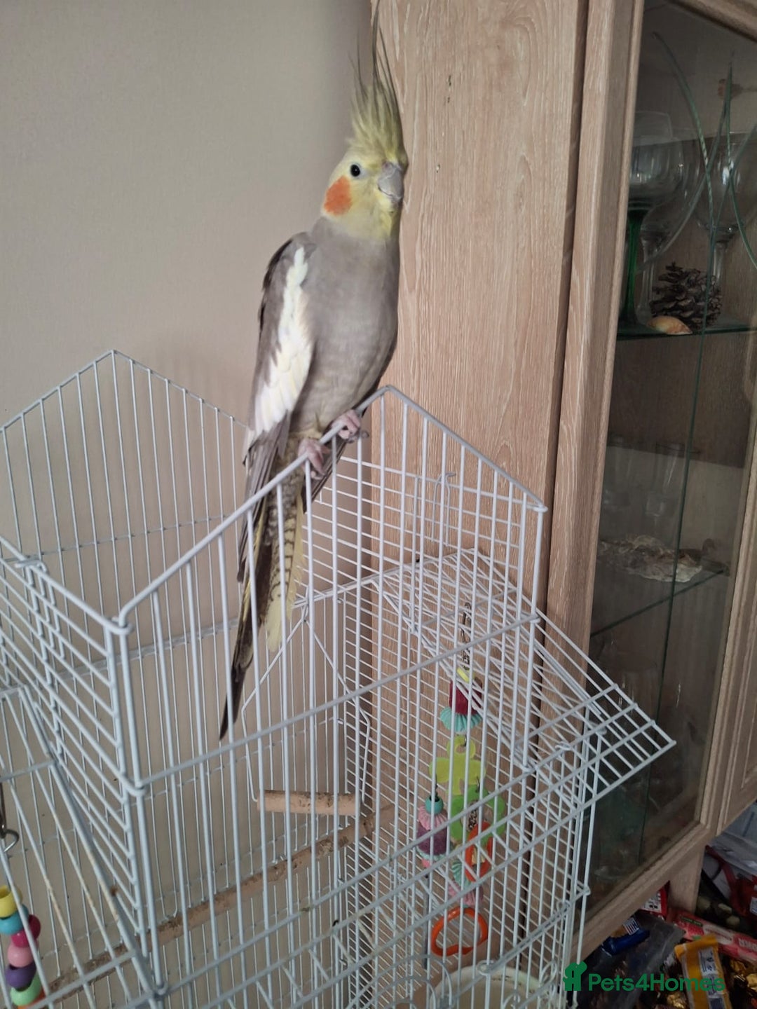 Cockatiels birds for sale: Male Cockatiel for sala! - Image 1