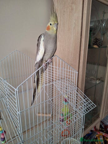 Cockatiels birds - Advert 12