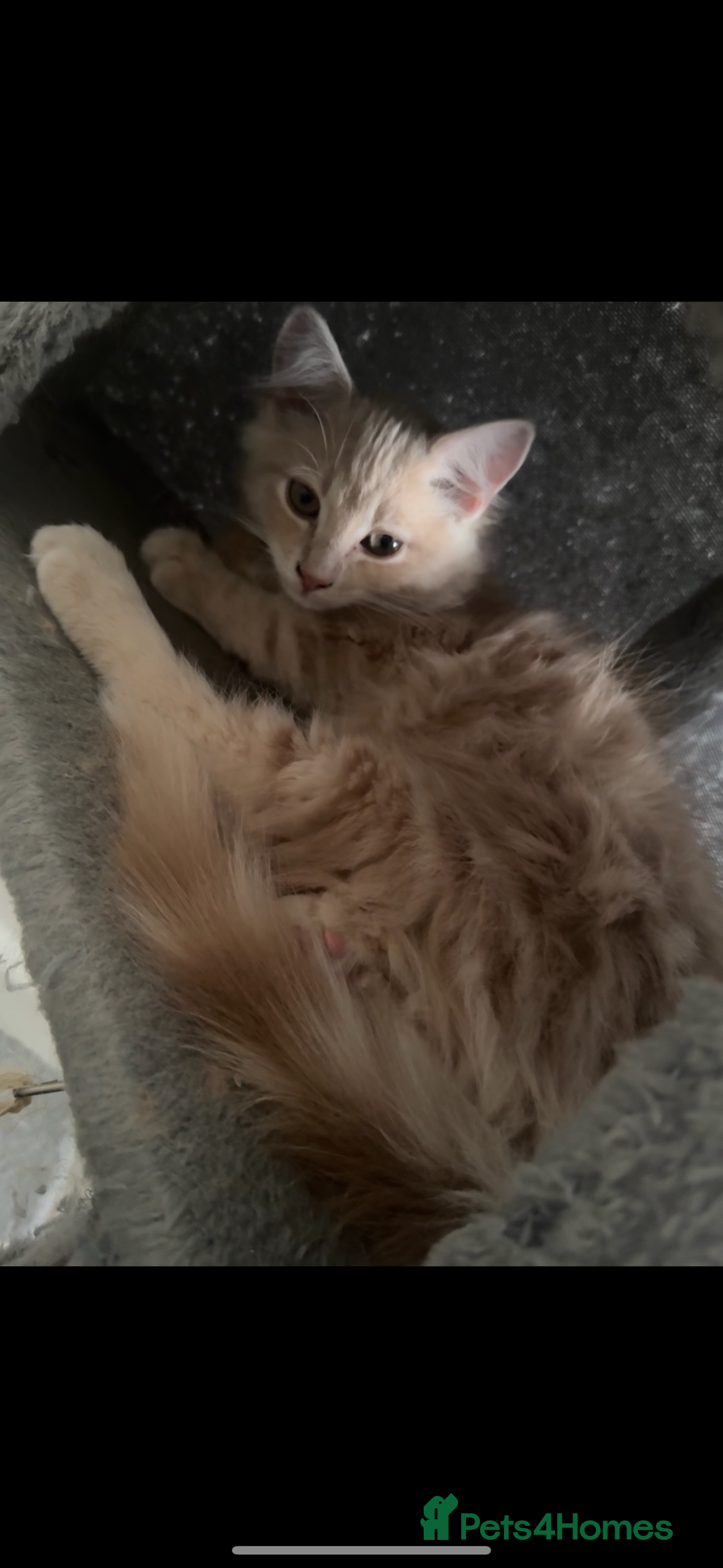 Persian cats for sale: Mink coloured Persian Mixed boys - Image 9