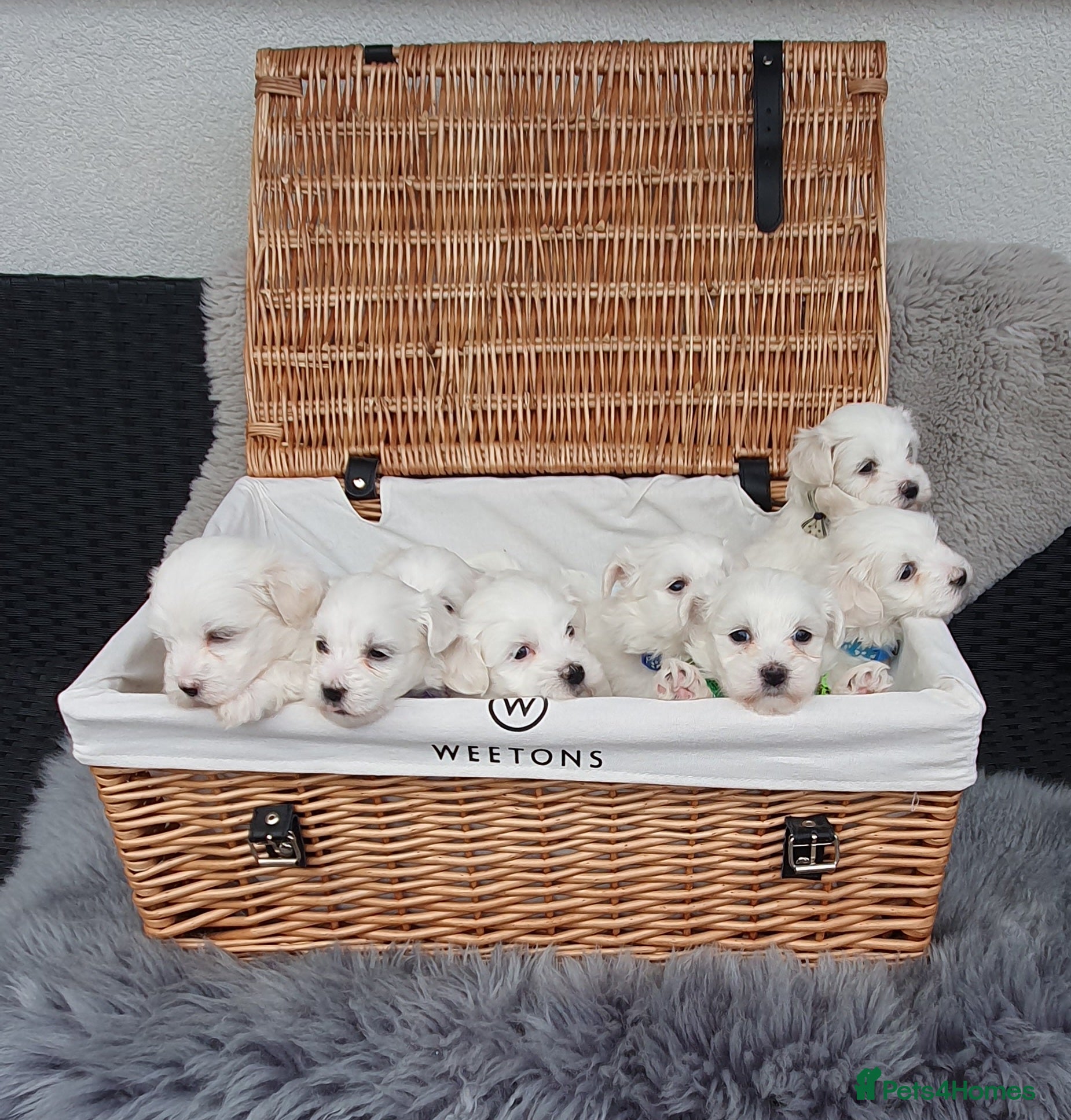 Maltese dogs 🌟KC Registered Maltese Puppies 4 Girls and 4 Boys - Advert 2