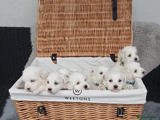 Maltese dogs 🌟KC Registered Maltese Puppies 4 Girls and 4 Boys - Advert 2