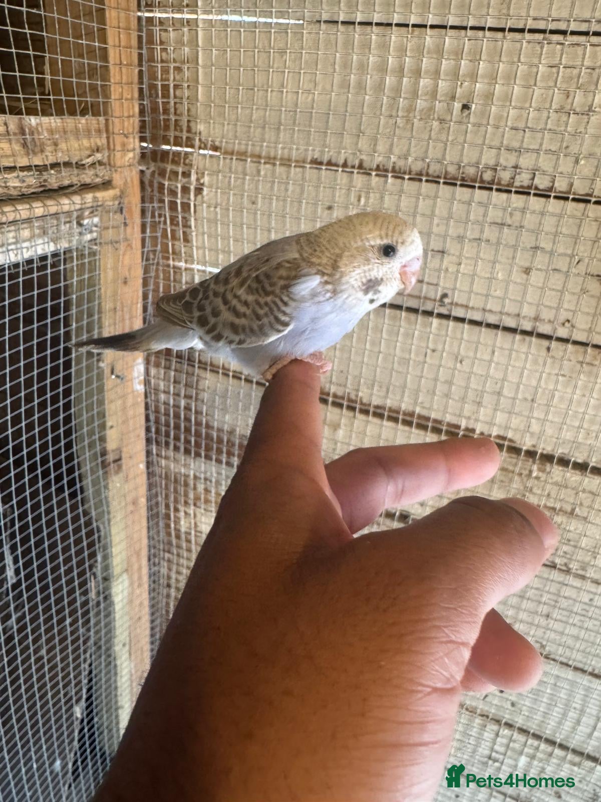 Budgerigars birds Budgies for sale £40 each collection mk404nn - Advert 4