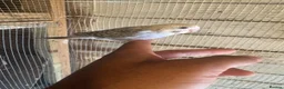Budgerigars birds for sale: Budgies for sale £40 each collection mk404nn - Advert 1