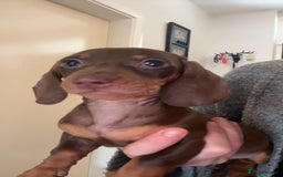 Miniature Dachshund dogs for sale: Miniature dachshund  - Image 1