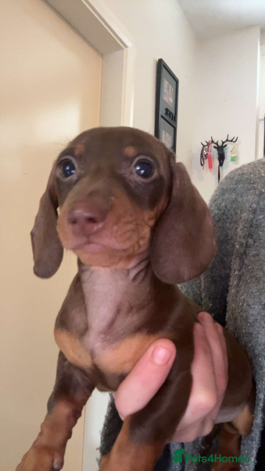 Miniature Dachshund dogs for sale: Miniature dachshund  - Image 1