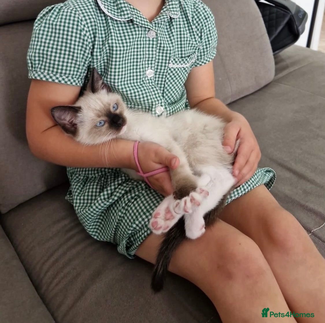 Siamese cats READY NOW HEALTH TESTED SIAMESE GIRLS  - Advert 6