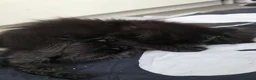 Mixed Breed cats for sale: Beautiful Fluffy Black Kittens in Uxbridge - Advert 23