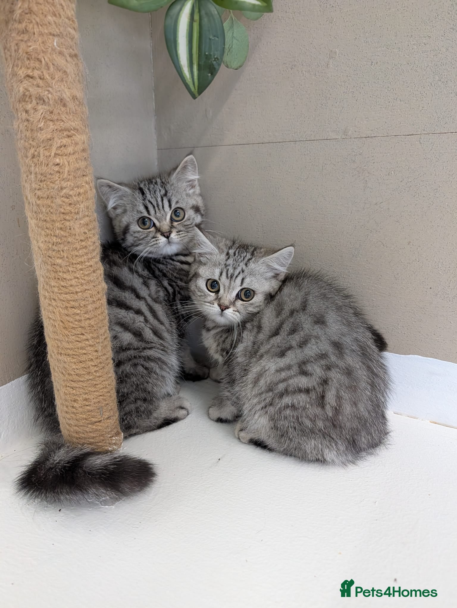 British Shorthair cats 🩶Our Two Little Teddy Bears🩶Gorgeous Pedigrees! - Advert 1