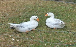 Geese poultry for sale: 2 Pilgrim geese - Image 5