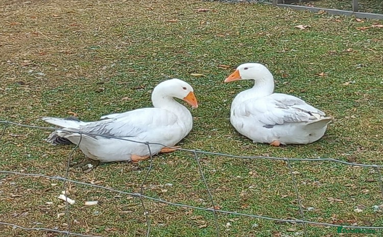 Geese poultry - Advert 1