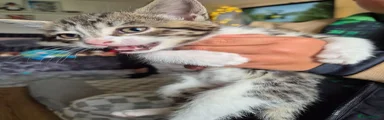 Domestic Shorthair 1