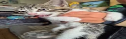 Domestic Shorthair cats for sale: Beautiful black and tabby babies  - Advert 3