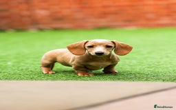 Miniature Dachshund dogs for sale: Miniature cream dachshund - Image 17