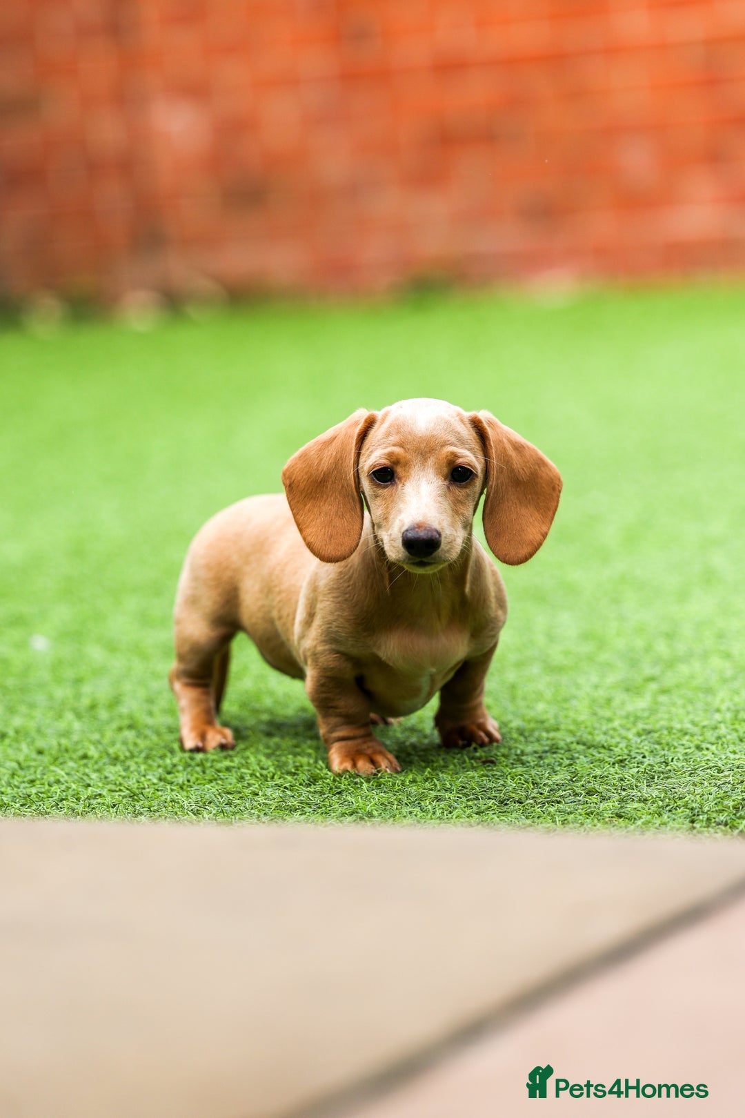 Miniature Dachshund dogs for sale: Miniature cream dachshund - Image 17