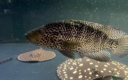 Other/Mixed Breed fish for sale: Predatory fish  - Image 2