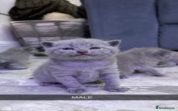 British Shorthair cats for sale: British short hair  - Advert 1