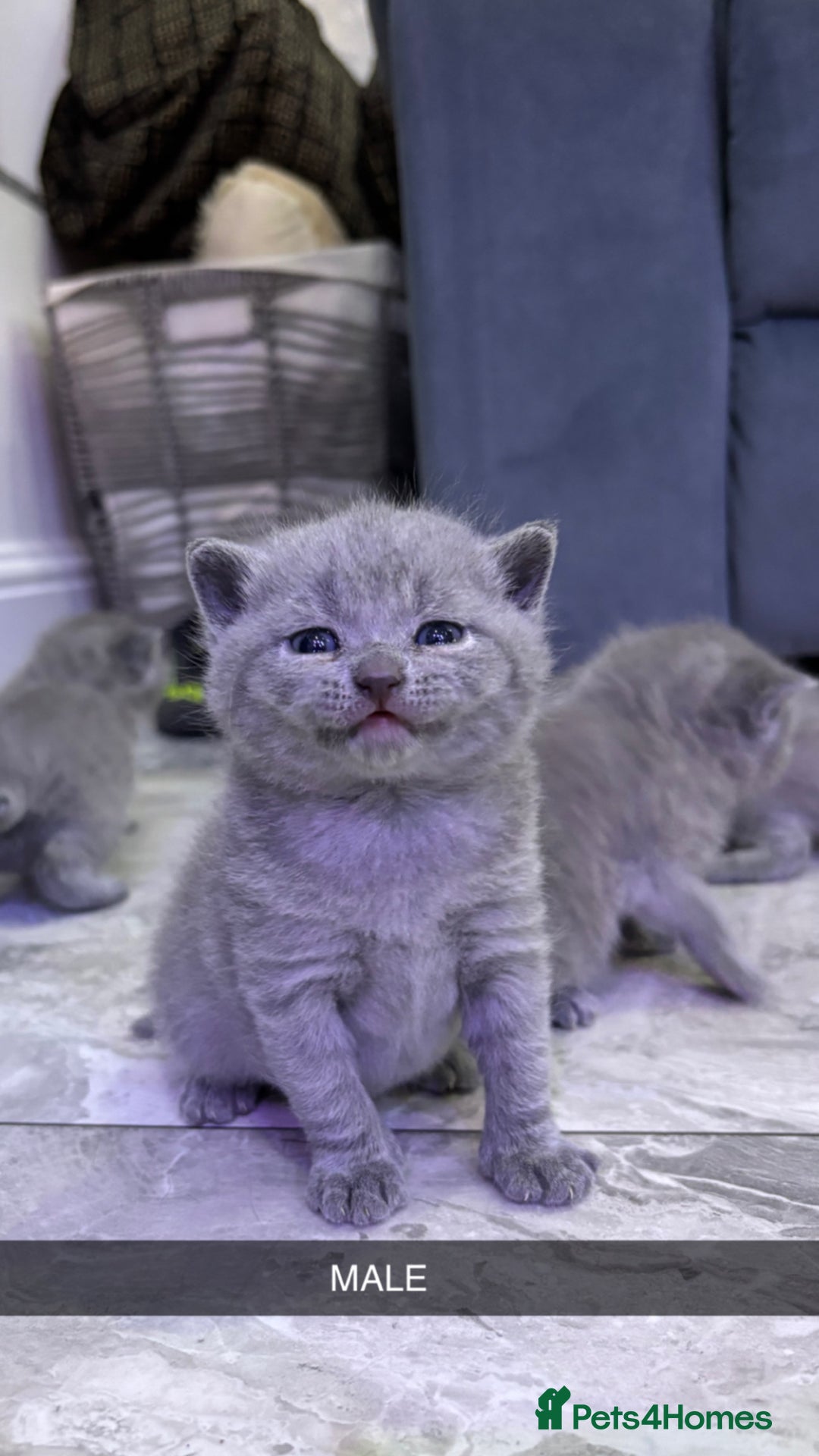 British Shorthair cats for sale: British short hair  - Advert 1
