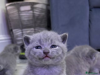 British Shorthair cats British short hair - Advert 5