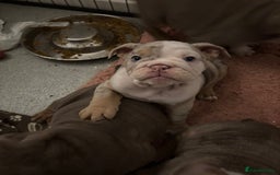 Mixed Breed dogs for sale: ✨ CHARLIE’S ANGELS – BULLDOG GIRLS ✨ - Image 10