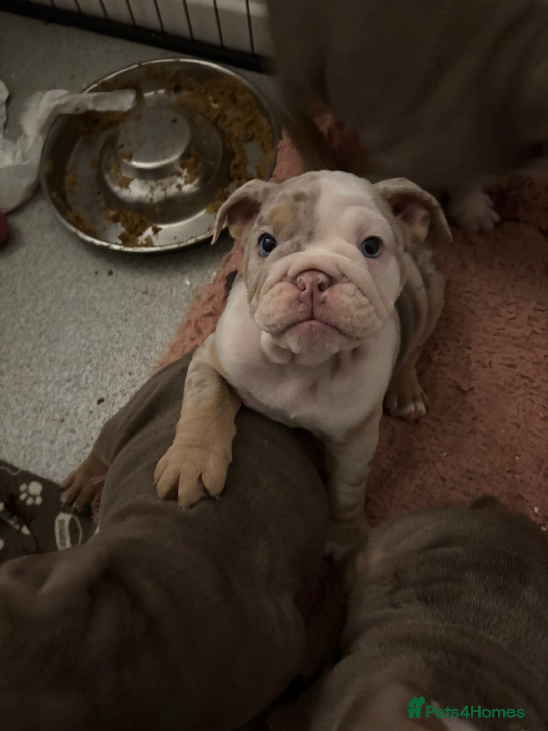 Mixed Breed dogs for sale: ✨ CHARLIE’S ANGELS – BULLDOG GIRLS ✨ - Image 10