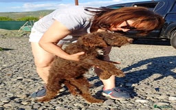Lagotto Romagnolo dogs for adoption: DEXTER - a superb Lagotto boy for a Loving Home - Image 6