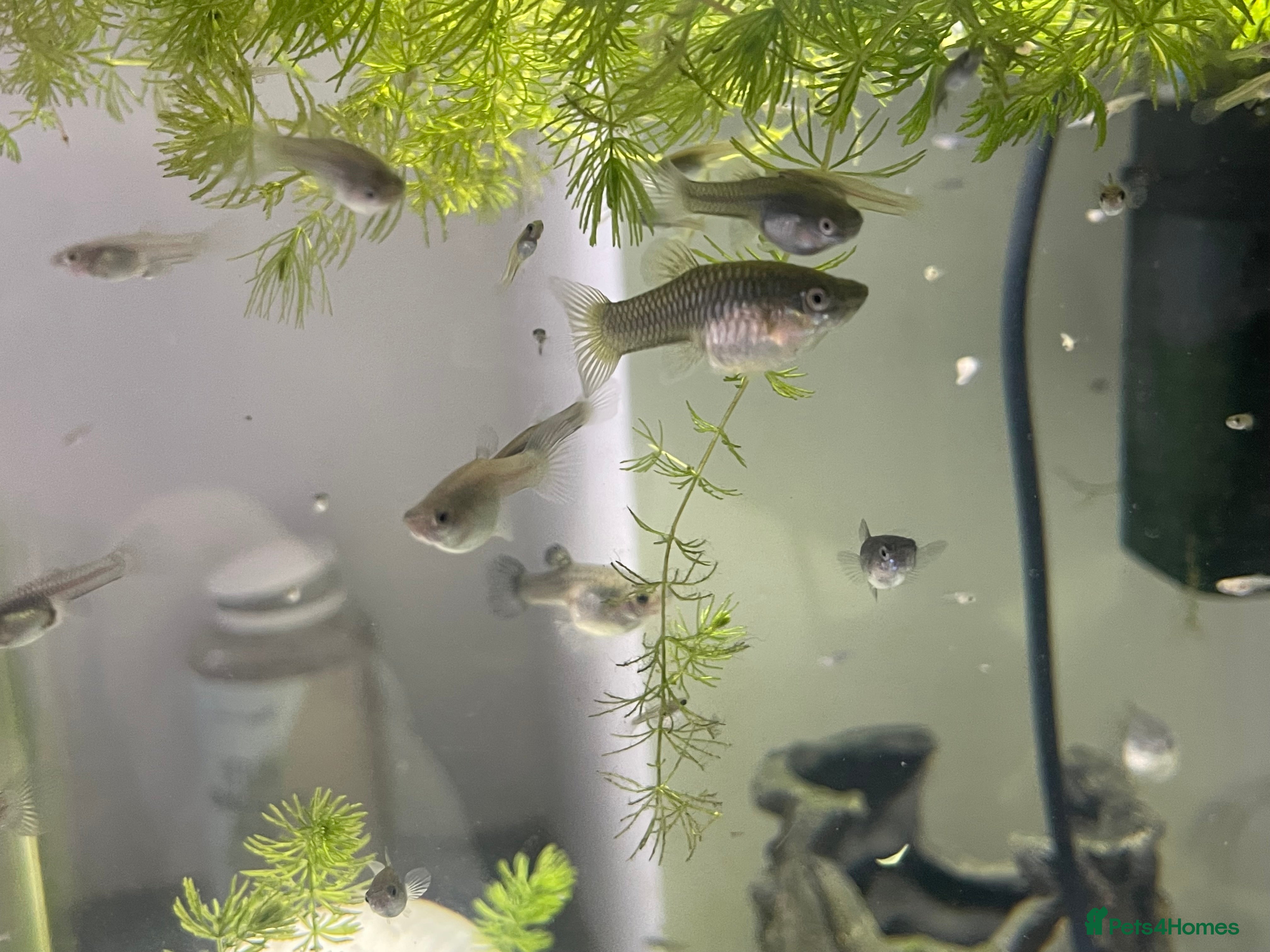 Other/Mixed Breed fish Pure bred female Endler guppies for sale  - Advert 22