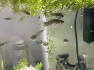 Other/Mixed Breed fish Pure bred female Endler guppies for sale - Advert 22