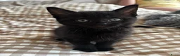 Mixed Breed cats for sale: Two black kittens  - Advert 4