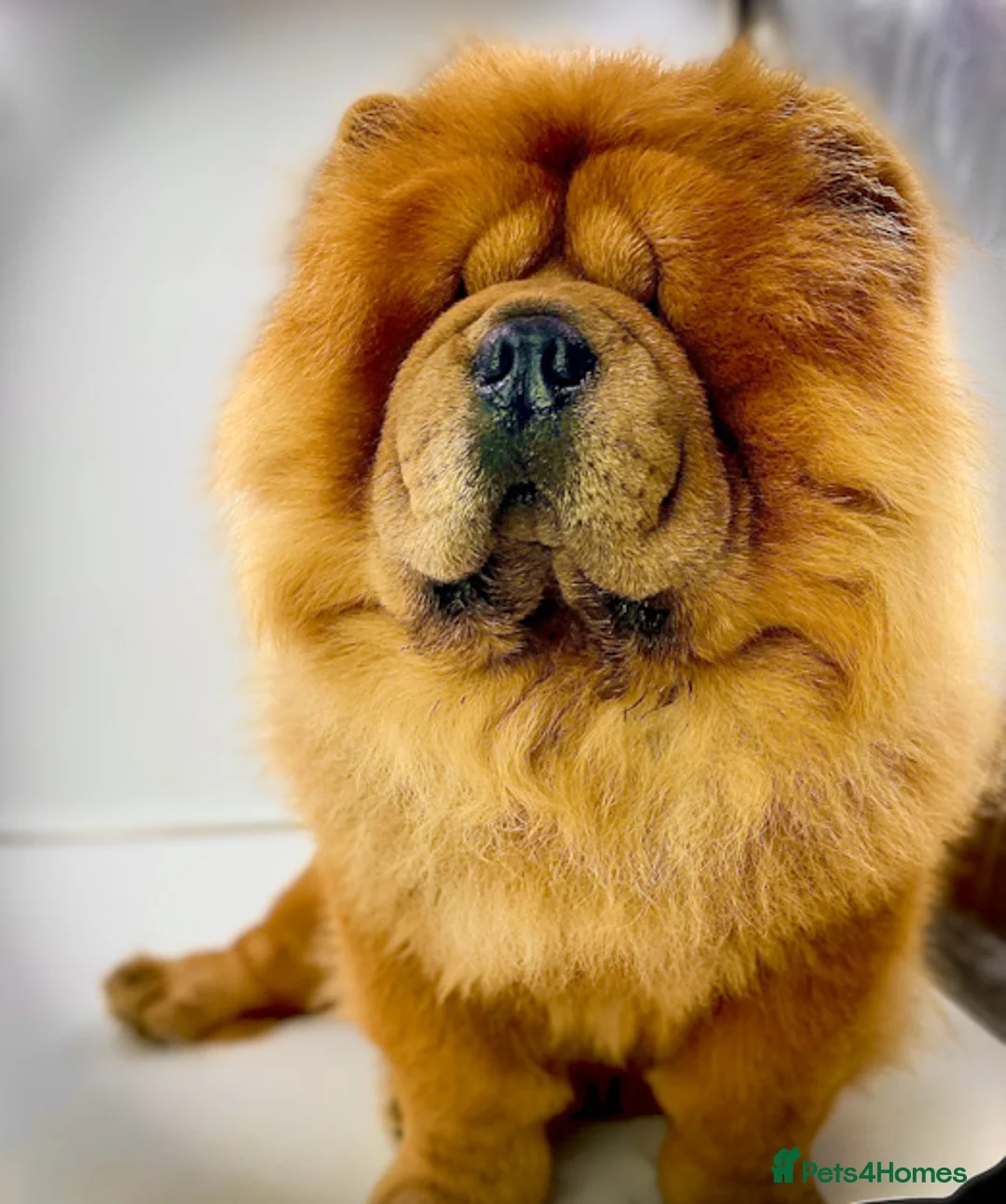 Chow Chow dogs for stud: *HOGAN*THICK RED RUSSIAN CHAMPION very well proven in Cheltenham - Advert 3