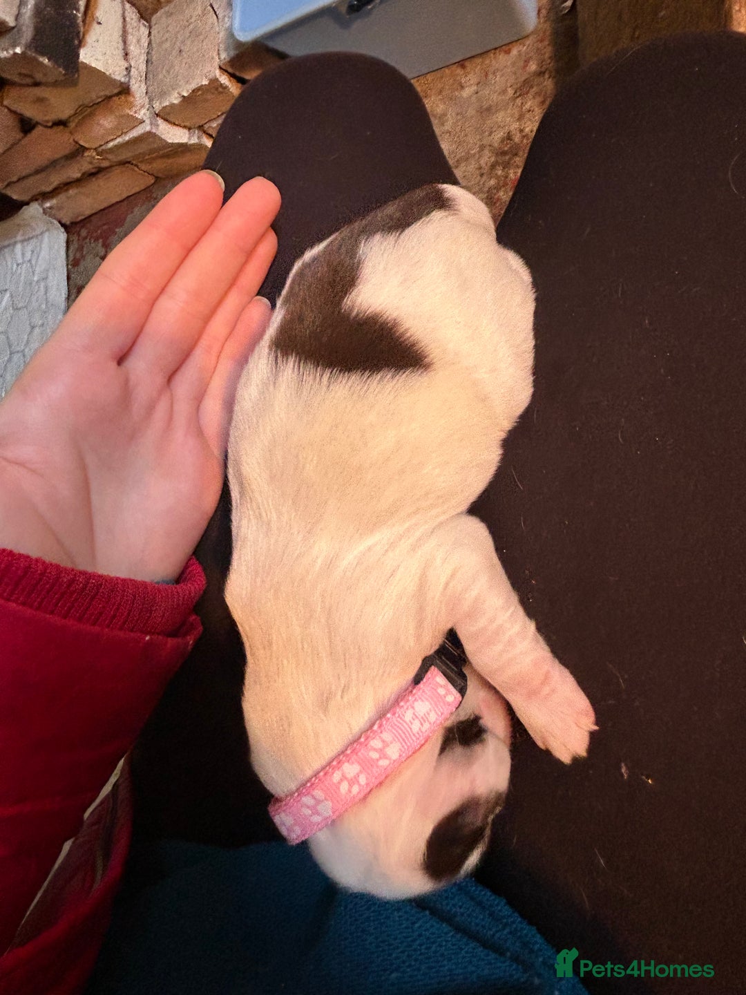 English Springer Spaniel dogs for sale: KC Working Springer Spaniel Puppies - Advert 8