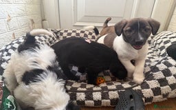 Mixed Breed dogs for sale: 4beautiful terrierxGerman ShepherdxLabrador puppy - Image 3