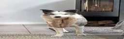 Mixed Breed dogs for adoption: 💙🐶 STRIKE – A LOVING COLLIE HEART  in Preston - Advert 10