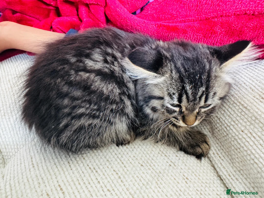 Mixed Breed cats for sale: Female Ragdoll X ready for a new home. - Advert 8