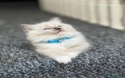 Ragdoll cats for sale: 🐾 Beautiful Blue Point Ragdoll Kittens 🐾 - Image 4