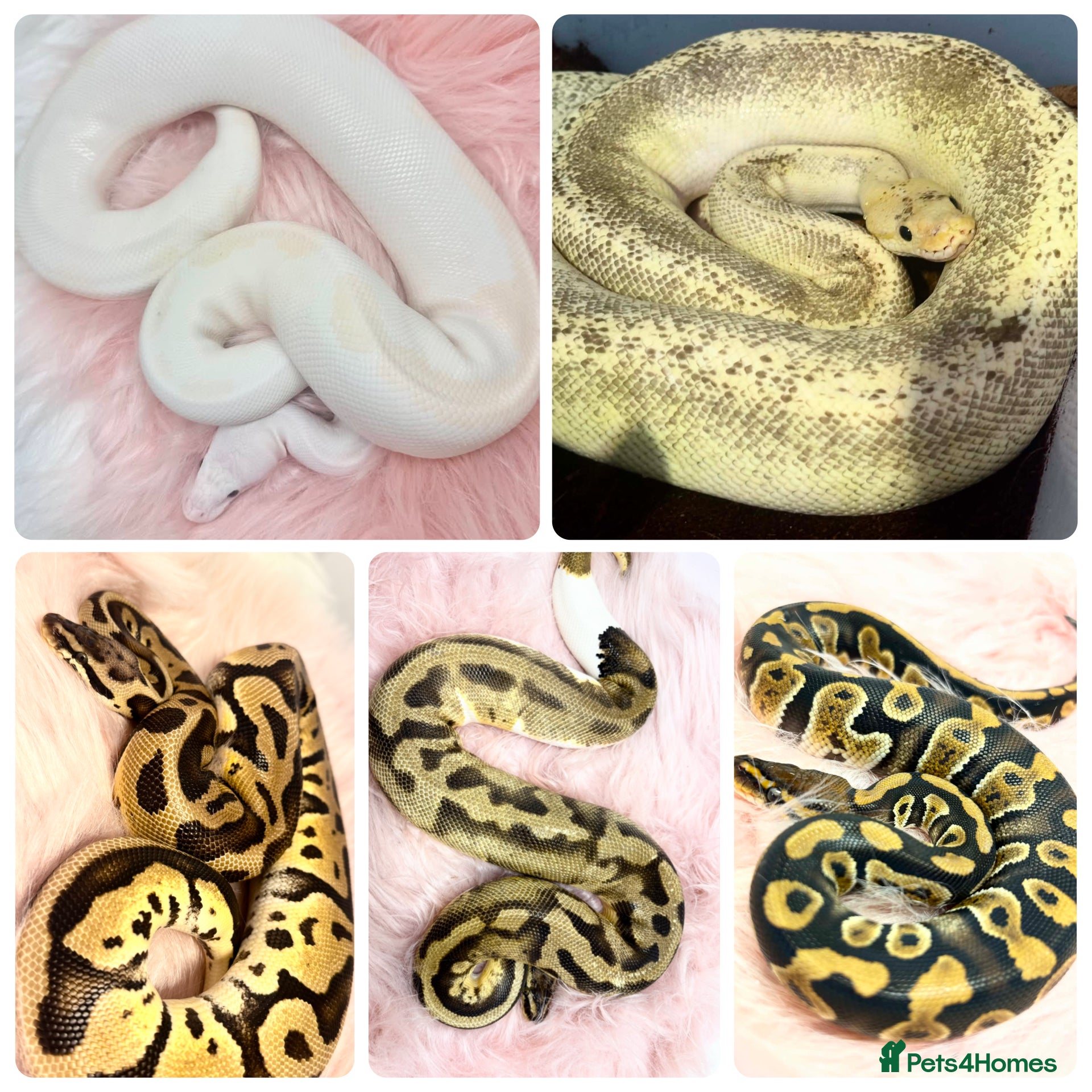 Python Snake reptiles 5 friendly Ball Royal Python for sale - Advert 5
