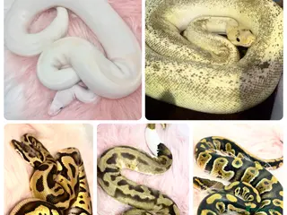 Python Snake reptiles 5 friendly Ball Royal Python for sale - Advert 5