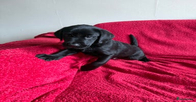 Labrador Retriever dogs - Advert 8