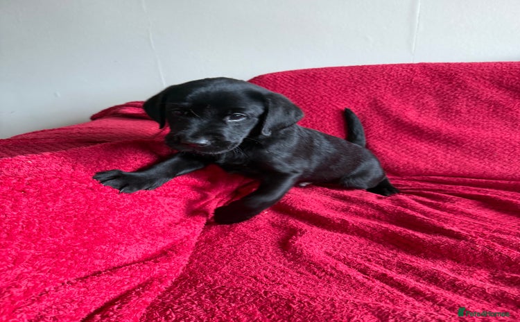 Labrador Retriever dogs - Advert 5