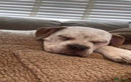 Mixed Breed dogs for sale: Boxer x bullmastiff - Image 5