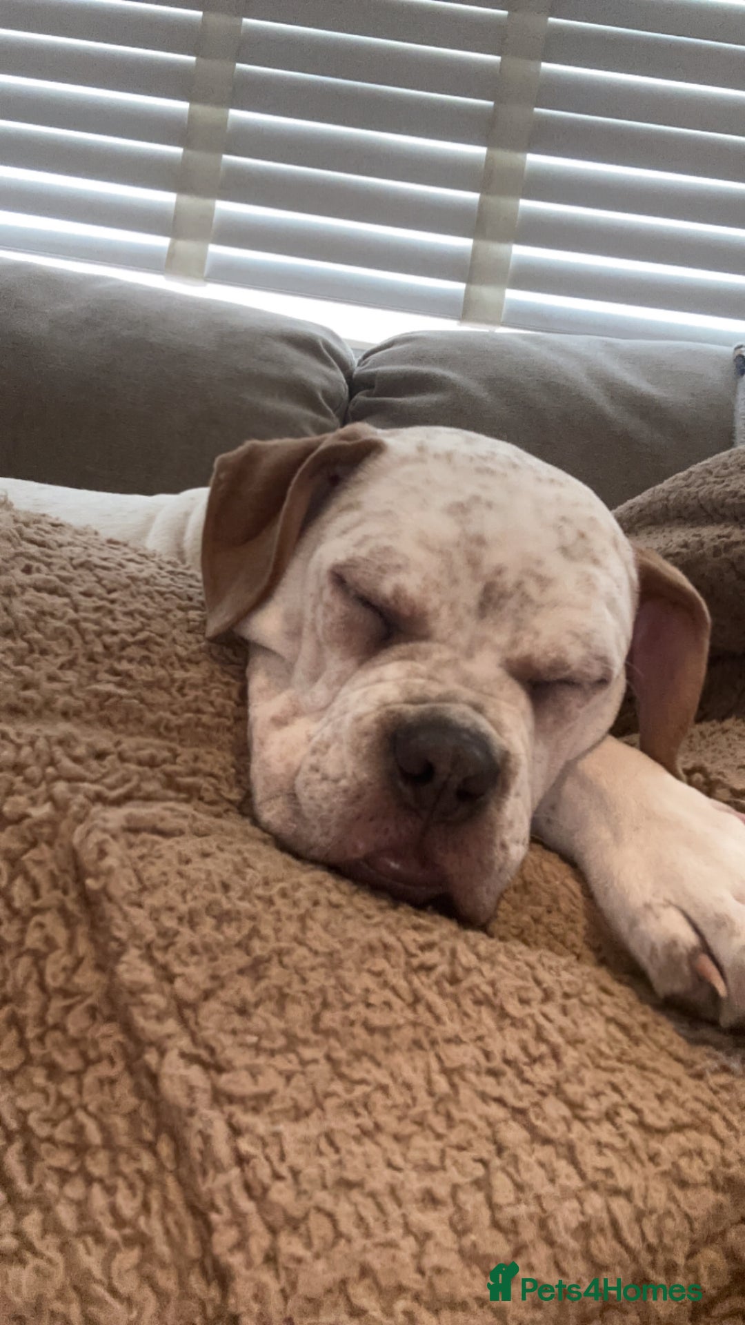 Mixed Breed dogs for sale: Boxer x bullmastiff - Image 5